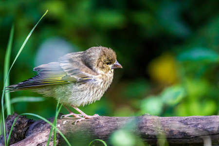 Young European greenfinch (Chloris chloris) in the gardenの写真素材