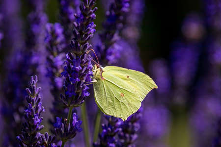 A common brimstone butterfly (Gonepteryx rhamni) is Lavenderの写真素材