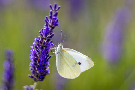 Small cabbage white butterfly (Pieris rapae) on Lavenderの写真素材