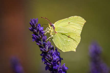 A common brimstone butterfly (Gonepteryx rhamni) is Lavenderの写真素材