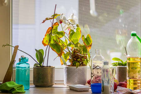 Orchid and other things in a kitchen window