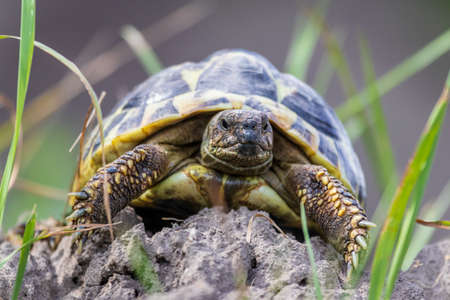 Close-up of a small turtle in the grassの写真素材