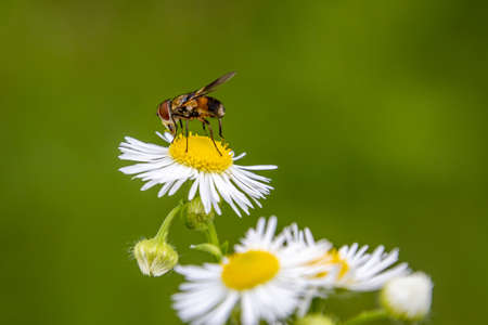 Small fly (Ectophasia) on a white flower in the garden