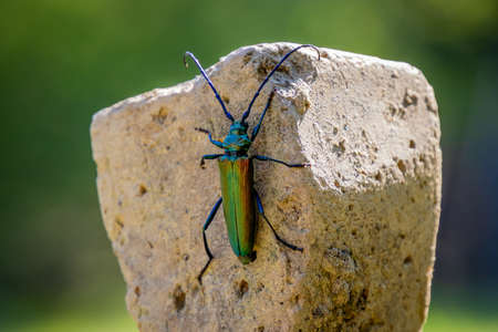 Musk beetle (Aromia moschata) on a brick in the gardenの写真素材