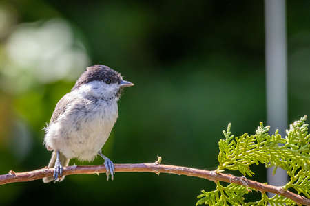 Marsh tit (Poecile palustris) sitting on thujaの写真素材