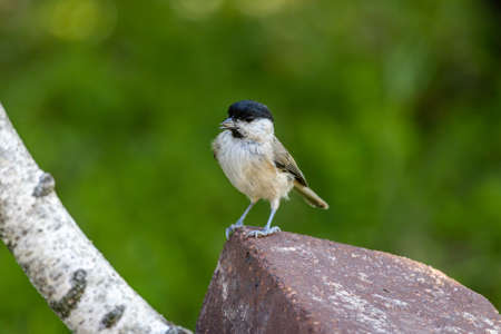 Marsh tit (Poecile palustris) sitting on a brickの写真素材