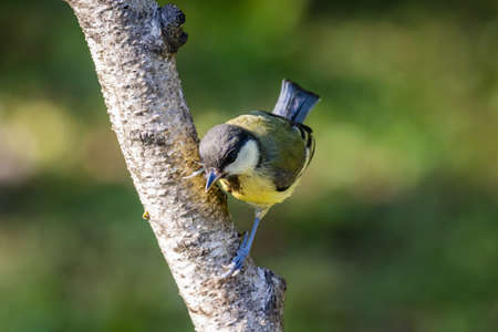 Young great tit (Parus major) on a tree branchの写真素材