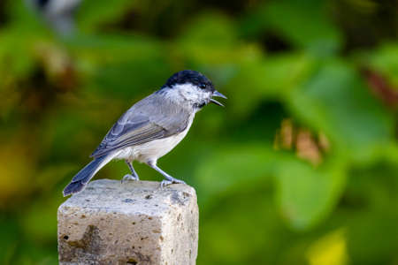 Marsh tit (Poecile palustris) sitting on a brick