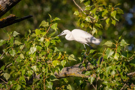 Little egret (Egretta garzetta) sitting on a treeの写真素材
