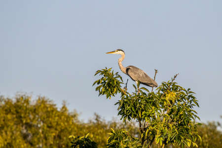 Gray heron (Ardea cinerea) is a top of a tree