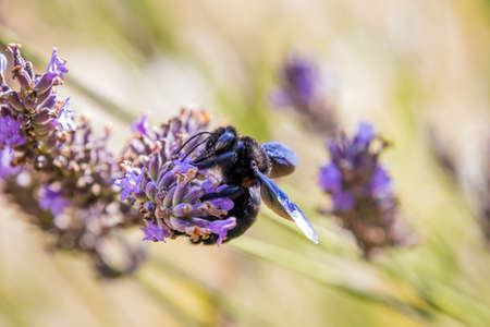 Violet carpenter bee (Xylocopa violacea) is a lavenderの写真素材