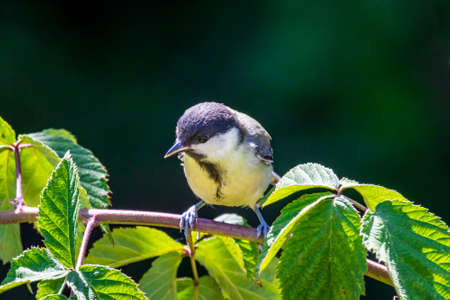 Great tit (Parus major) sitting on a blackberry bush