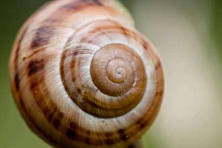 A small brown-white snail shell close up