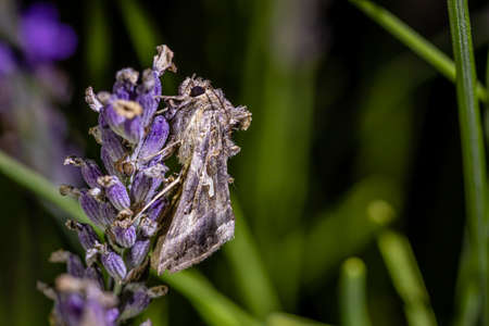Turnip moth (Agrotis segetum) on Lavender at night