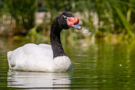 Black-necked swan (Cygnus melancoryphus) swan swimming in a pondの写真素材