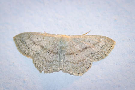 Common tan wave moth (Pleuroprucha insulsaria) on a house wall at nightの写真素材