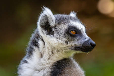 The ring-tailed lemur (Lemur catta) is a large strepsirrhine primate and the most recognized lemur...