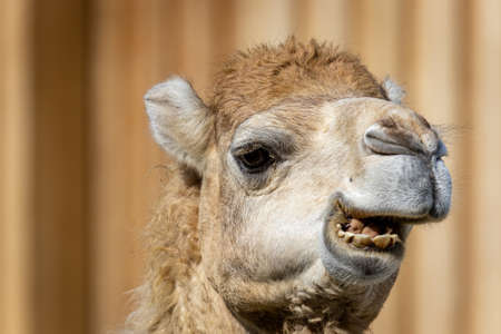 Dromedary or Somali or Arabian camel (Camelus dromedarius) portraitの写真素材