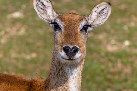 Impala (Aepyceros melampus) close up portraitの写真素材
