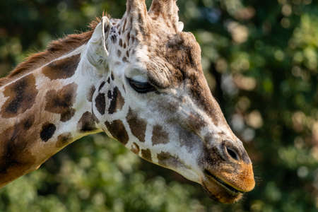 Long neck Giraffe (Giraffa) close up portraitの写真素材