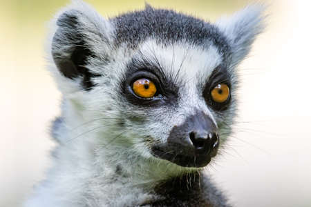 The ring-tailed lemur (Lemur catta) close up portraitの写真素材