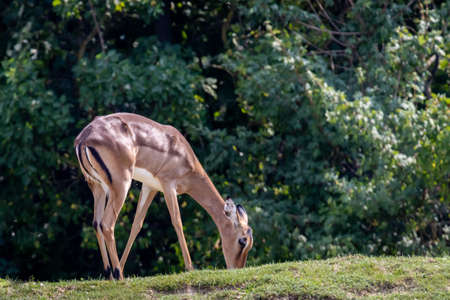 An Impala (Aepyceros melampus) stands in the fieldの写真素材