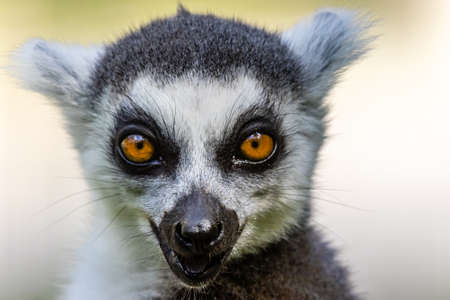 The ring-tailed lemur (Lemur catta) close up portraitの写真素材