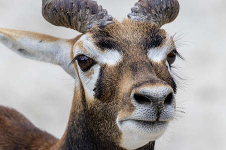 Blackbuck or Indian antelope (Antilope cervicapra) male portraitの写真素材