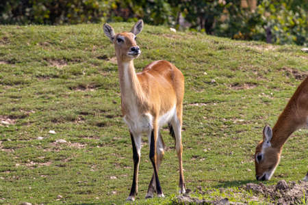 An Impala (Aepyceros melampus) stands in the fieldの写真素材