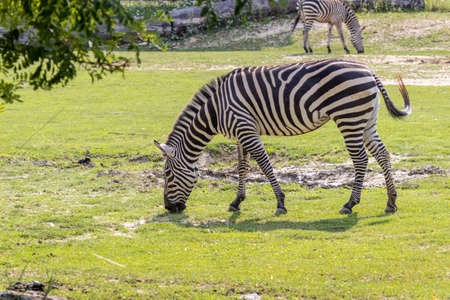 The Zebra (Subgenus Hippotigris) grazes in the fieldの写真素材