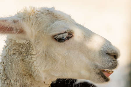 White colored llama (Lama glama) close up portraitの写真素材