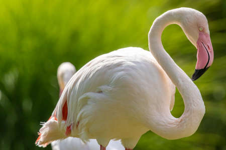Greater flamingo (Phoenicopterus roseus) close up portraitの写真素材