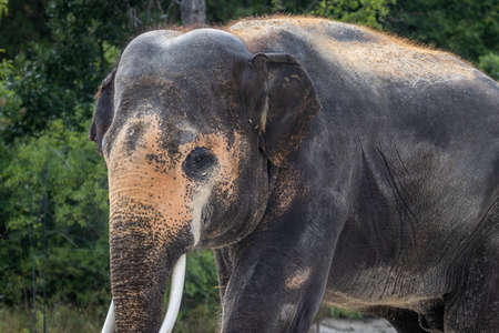 Asian or Asiatic elephant (Elephas maximus) with depigmented skin on the forehead and earsの写真素材