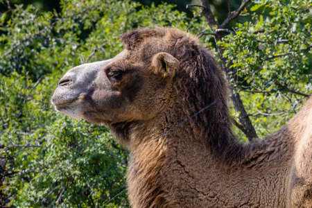 Bactrian camel (Camelus bactrianus) close up portraitの写真素材