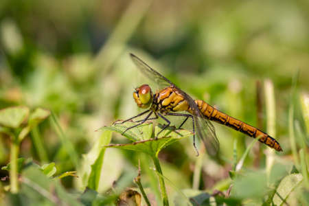 Vagrant darter (Sympetrum vulgatum) dragonfly sitting on the grassの写真素材
