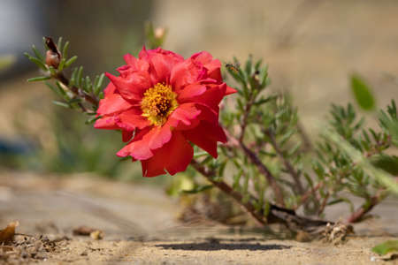 Red rose moss or rock rose (Portulaca grandiflora) in the gardenの写真素材