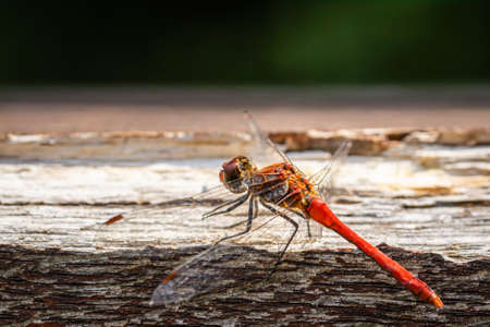 Vagrant darter (Sympetrum vulgatum) dragonfly on an outdoor wooden deskの写真素材