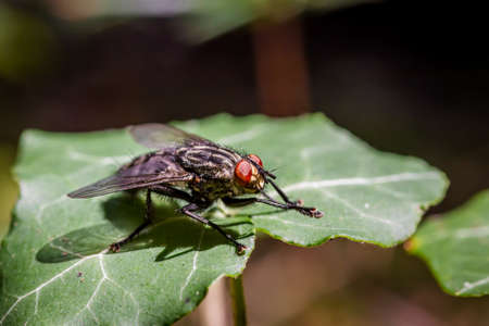 Common flesh fly (Sarcophaga carnaria) sitting on an ivy leaf in the woodsの写真素材