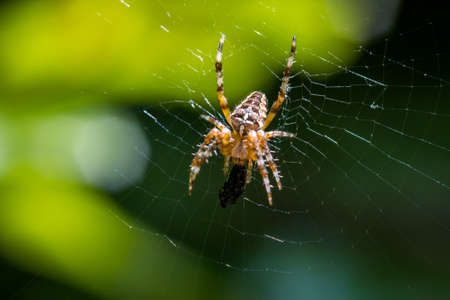 European garden spider (Araneus diadematus) eating in the spider webの写真素材