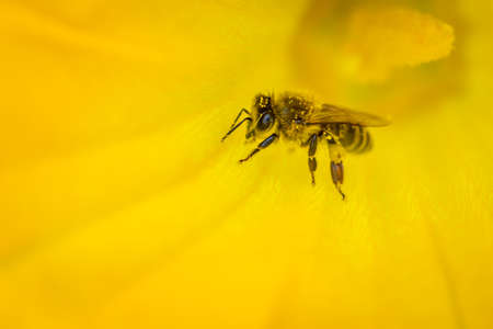 Western honey bee or European honey bee (Apis mellifera) in a yellow flowerの写真素材