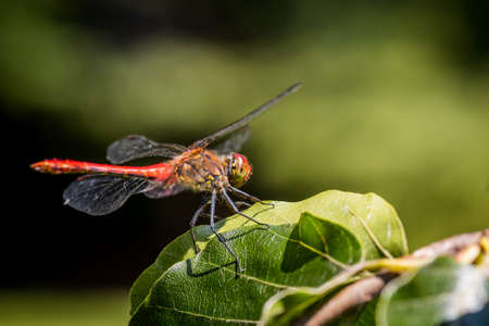 Vagrant darter (Sympetrum vulgatum) dragonfly sitting on a treeの写真素材