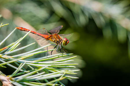 Vagrant darter (Sympetrum vulgatum) dragonfly sitting on a pine treeの写真素材
