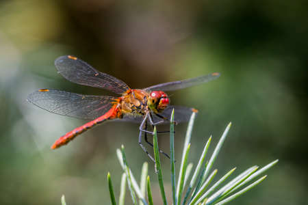 Vagrant darter (Sympetrum vulgatum) dragonfly sitting on a pine treeの写真素材