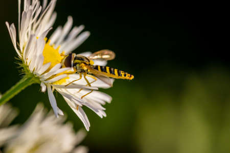 Long hoverfly (Sphaerophoria scripta) sitting on Common daisy (Bellis perennis)の写真素材