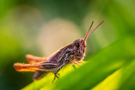 Close-up macro Locust (Stenobothrus eurasius) picture taken in the grassの写真素材