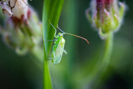 Small green bug (Macrolophus caliginosus) close up in the gardenの写真素材