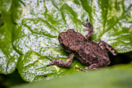 Tiny young brown frog sitting on a leaf after rainの写真素材