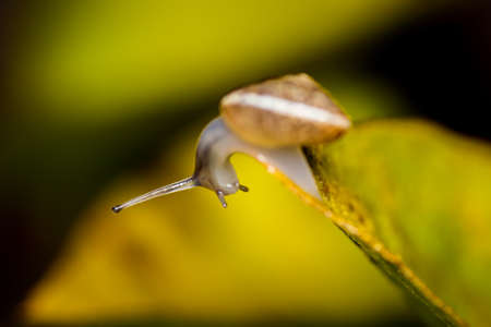 Young small Copse snail (Arianta arbustorum) at night after rainの写真素材