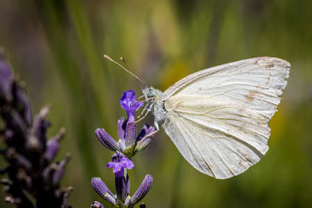 Cabbage butterfly (Pieris rapae) on lavender in the gardenの写真素材