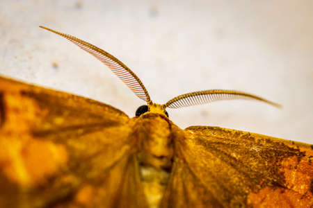 Orange moth (Angerona prunaria) macro on the wall at nightの写真素材